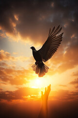 person hand and birds at sunset, people and flying pigeons and doves, hope and peace concept