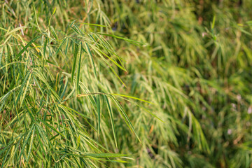 green background of bamboo trees