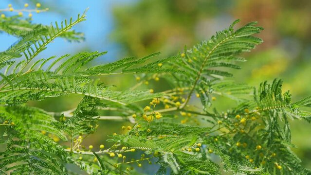 Spring Is Coming. Acacia Dealbata Or Known As Silver Wattle. Early Blooming Of Mimosa Flower. Still.