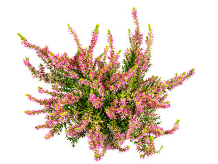 Isolated potted winter-flowering heather plant