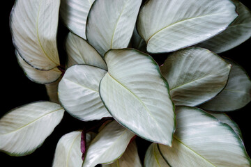 Heart-shaped silver leaves of Calathea 'Silver Plate the popular houseplant foliage isolated on black background, clipping path included