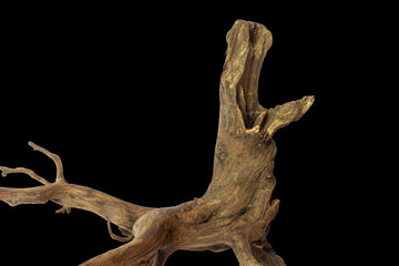 Driftwood with a beautiful pattern root and figure isolated on black background, clipping path...