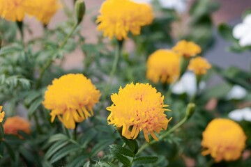 Jamanthy Whispers: A Floral Symphony in Pink and Purple