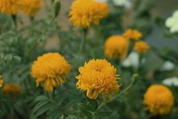 Jamanthy Dreams: Surreal Elegance in Bloom