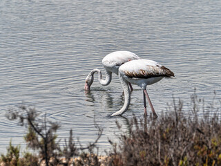 Flamingo near Santa Pola, Spain