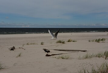 flying seagull over the coast. Baltic Sea. Poland