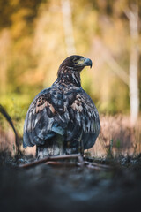 White tailed eagles (Haliaeetus albicilla) searching for food on the edge of the water surface.
