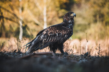 White tailed eagles (Haliaeetus albicilla) searching for food on the edge of the water surface.