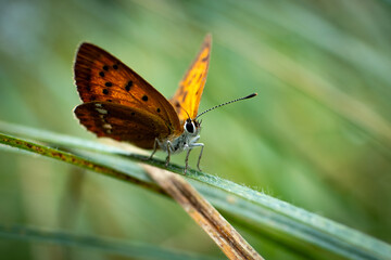 Obraz premium Czerwończyk 4