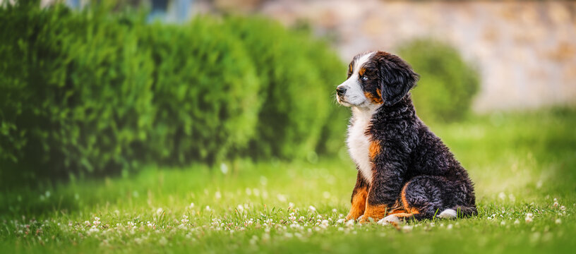Bernese Mountain Dog puppy sitting on the grass in the garden