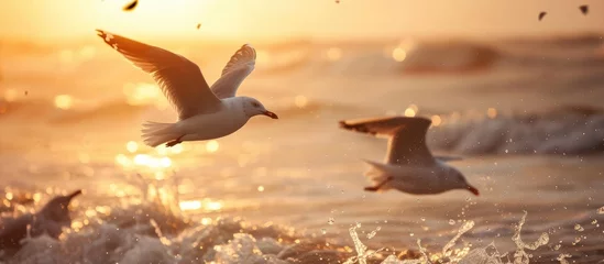 Tuinposter Seagulls flying at sunset. © AkuAku