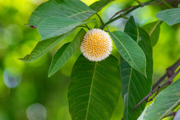 Neolamarckia cadamba