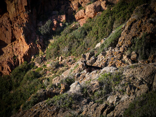 Corse - France - Mer - Montagne - Capo Rosso