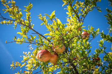 Beautiful fresh and ripe pomegranate fruit on a tree in a lush orchard