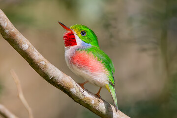 Cute cuban tody - todus multicolor perched at light brown background. Photo from Playa Larga in Cuba. Cuban tody is endemic cuban bird.	