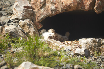 Leopard is lying on the ground.