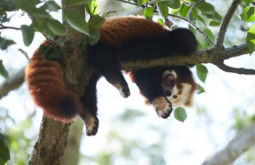 Red panda napping on a branch tree in the Zoo