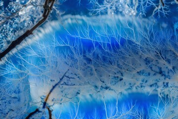 winter forest in the morning