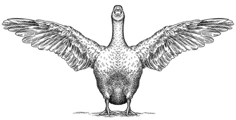 Vintage engraving isolated duck set illustration goose ink sketch. Farm bird background silhouette geese art. Black and white hand drawn image © Turaev