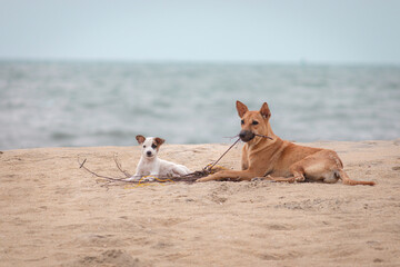 effects of throwing waste in the beach