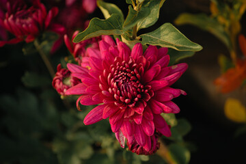 dahlia flower