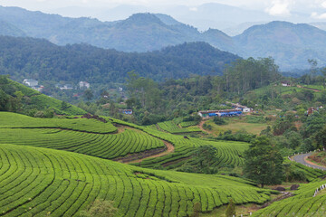 Tea plantation in Munnar a tourist place in Kerala.