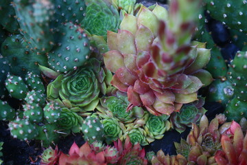 Rojnik Corona Sempervivum sukulent