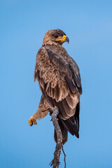 Steppe eagle or Aquila nipalensis portrait in natural blue sky background