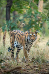 wild indian female bengal tiger or panthera tigris in natural scenic green background on territory stroll head on in winter evening safari bandhavgarh national park forest reserve madhya pradesh india