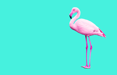 Tropical Background with a Pink Flamingo on Teal