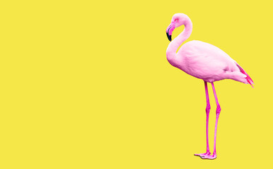Full-Length Pink Flamingo Isolated on Yellow Background