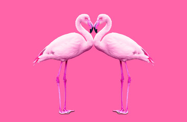 Pair of Pink Flamingos in Elegant Pose on Pink
