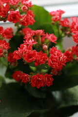 indoor flower with red flowers
