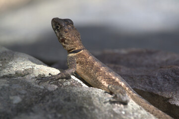 Gekko en Margarita.