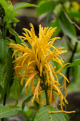 The interesting yellow flower called Brazilian Plume, Plume Flower, Flamingo Plant, Paradise Plant, King's Crown scientific name Justicia carnea in  Kauai, Hawaii, United States.
