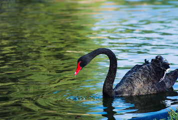 black swan on the lake