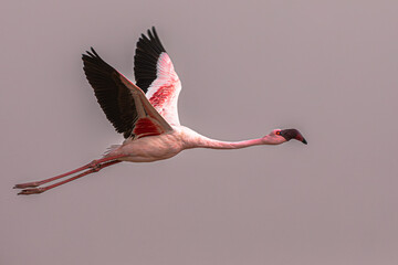 Greater flamingo (Phoenicopterus roseus), the most widespread and largest species of the flamingo...