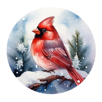 Cute watercolor cardinal on branch. Bird illustration in circle form, round ornament.