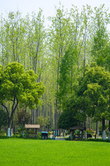 Hefei City, Anhui Province-Binhu Forest Wetland Park-Trees in the forest