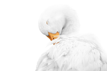 beautiful white goose in a soft light edit white simple minimalistic cute fine art photography photo print preening