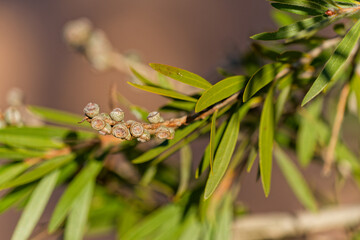 Graines de callistemon