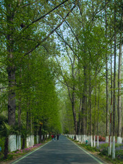 Hefei City, Anhui Province-Binhu Forest Wetland Park-Trees in the forest