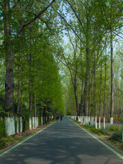 Hefei City, Anhui Province-Binhu Forest Wetland Park-Trees in the forest