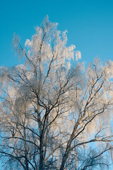 a birch tree in hoarfrost