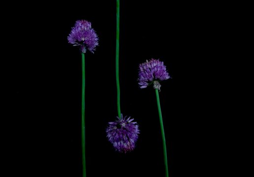Purple chive flower standing tall and proud