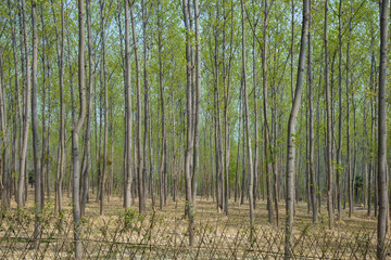 Hefei City, Anhui Province-Binhu Forest Wetland Park-Trees in the forest