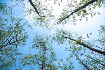 Hefei City, Anhui Province-Binhu Forest Wetland Park-Trees in the forest