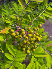 green rowan fruits ripen on the tree