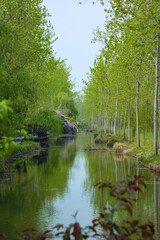 Fototapeta na wymiar Hefei City, Anhui Province-Binhu Forest Wetland Park-Trees in the forest