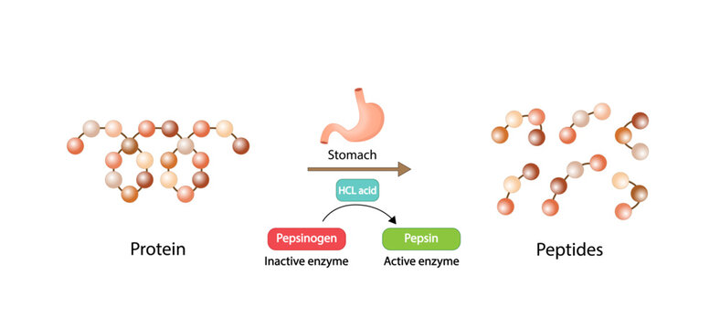 Protein Digestion in stomach. Gastric juice, pepsin and hydrochloric acid, digesting and breaking the protein into small peptides. Vector illustration.
